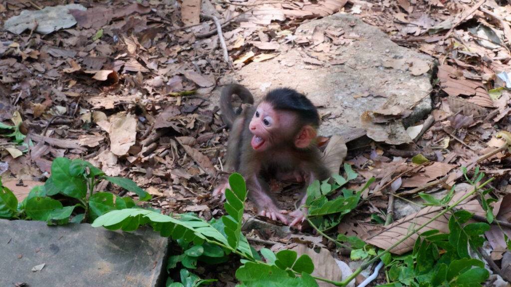 Monkey & Primates, Oh Great ! Jovi Very Sweet Care A Newborn On Top Tree , So Lovely Baby Monkey