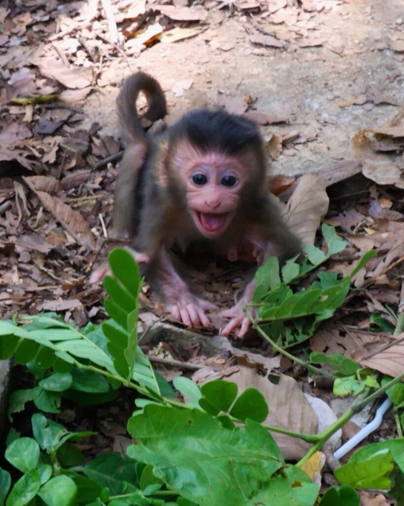 Monkey & Primates, Oh Great ! Jovi Very Sweet Care A Newborn On Top Tree , So Lovely Baby Monkey