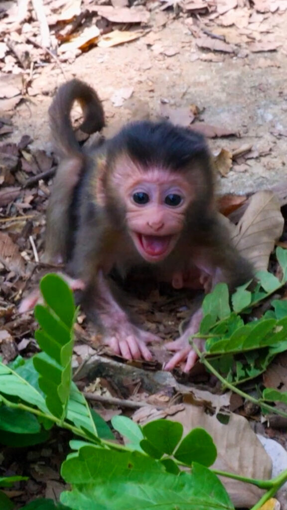 Monkey & Primates, Oh Great ! Jovi Very Sweet Care A Newborn On Top Tree , So Lovely Baby Monkey