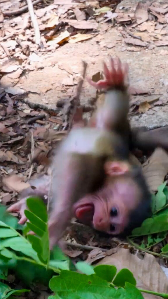 Monkey & Primates, Oh Great ! Jovi Very Sweet Care A Newborn On Top Tree , So Lovely Baby Monkey